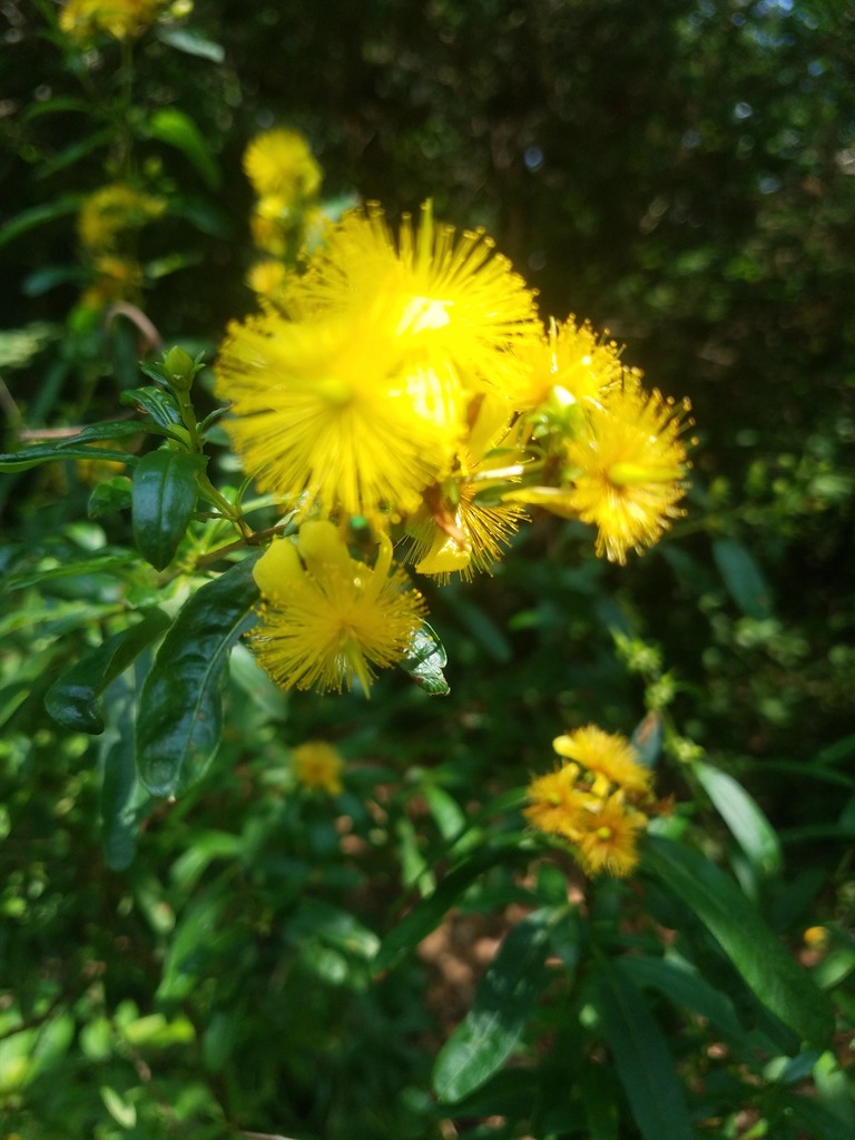 augochlorine-sweat-bees-from-5012-dover-dr-house-springs-mo-63051