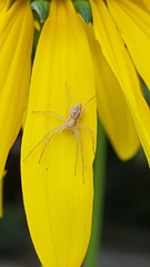 Philodromus rufus