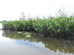 Montrichardia linifera