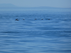 Cerorhinca monocerata