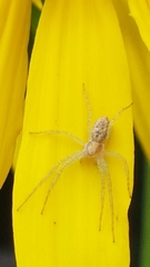Philodromus rufus