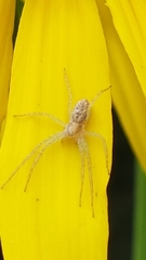Philodromus rufus