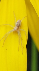 Philodromus rufus