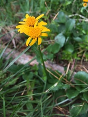 Packera crocata