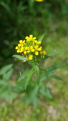 Erysimum cheiranthoides
