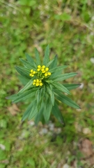 Erysimum cheiranthoides