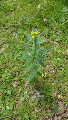 Erysimum cheiranthoides