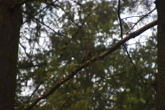Dendrocopos major