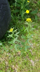 Erysimum cheiranthoides