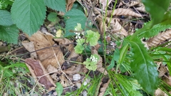 Alliaria petiolata
