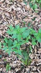 Urtica dioica