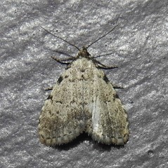 Dyspyralis puncticosta