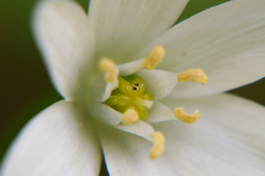 Deuterosminthurus bicinctus