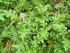 Solanum virginianum