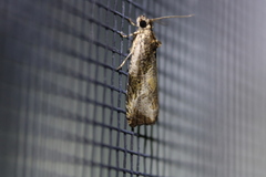 Olethreutes connectum