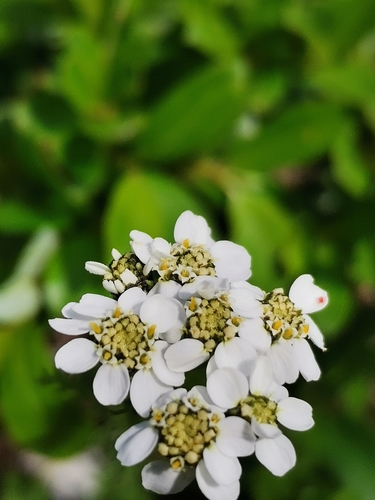 Achillea clusiana (Achillea clusiana)