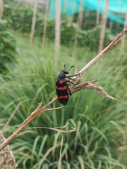 Hycleus biundulatus