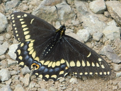 Papilio brevicauda