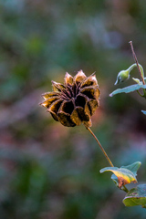 Abutilon sonneratianum