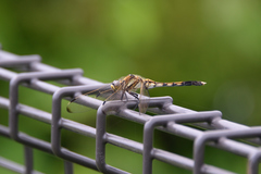 Orthetrum albistylum