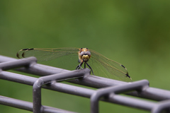 Orthetrum albistylum