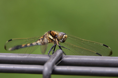 Orthetrum albistylum