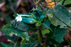 Rhinacanthus gracilis gracilis