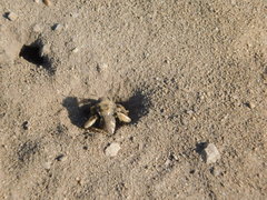 Diadasia bituberculata