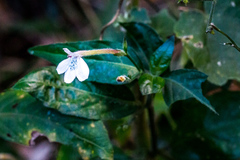 Rhinacanthus gracilis gracilis