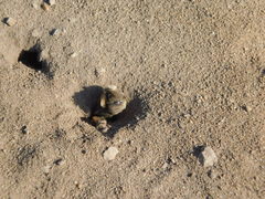 Diadasia bituberculata