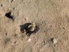 Diadasia bituberculata