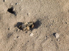 Diadasia bituberculata