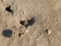 Diadasia bituberculata