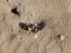 Diadasia bituberculata