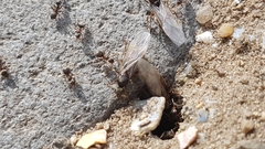 Lasius niger