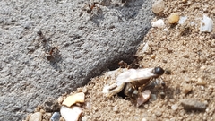 Lasius niger
