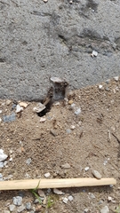 Lasius niger