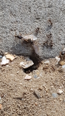 Lasius niger