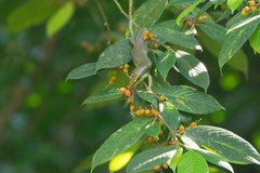 Dasia olivacea