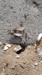 Lasius niger
