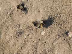 Diadasia bituberculata