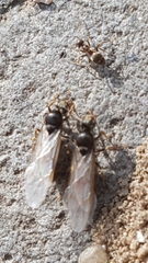 Lasius niger