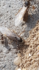 Lasius niger
