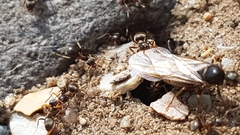 Lasius niger