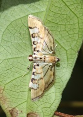 Tabidia aculealis