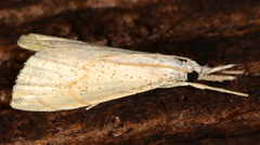 Haimbachia placidellus