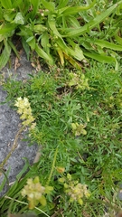 Reseda lutea