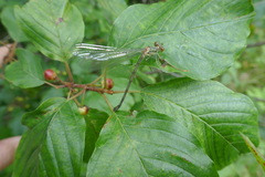Chalcolestes viridis