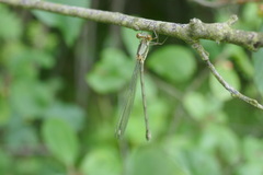 Chalcolestes viridis