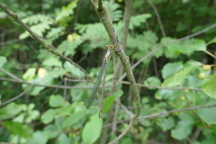 Chalcolestes viridis